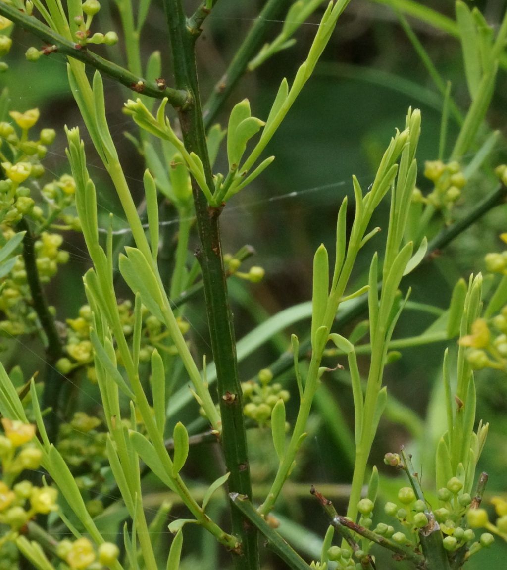 Osyris alba  (Santalaceae)